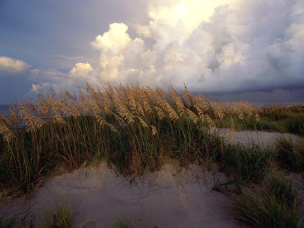 wheat field under blue cloudy sky during daytime HD wallpaper