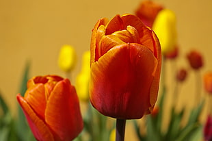 tulips, flowers, spring, plant HD wallpaper