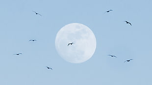 flock of birds overlooking moon