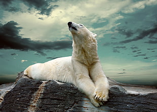 polar bear, polar bear, cute animals, sky HD wallpaper