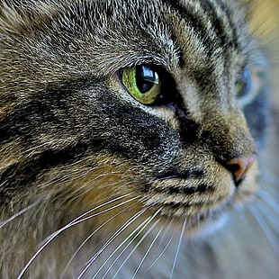 shallow photography on gray tabby cat face during daytime