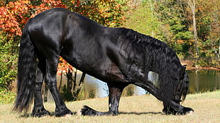 photograph of black horse