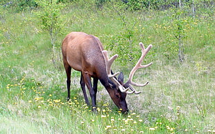 brown reindeer
