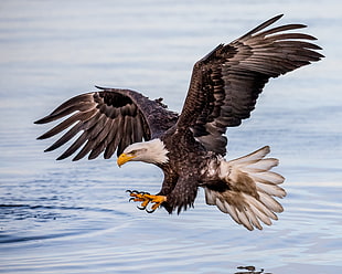 photo of flying white and brown eagle