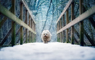 long-coated brown dog, dog, running, snow, bridge