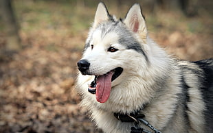 adult white and black Alaskan malamute during daytime