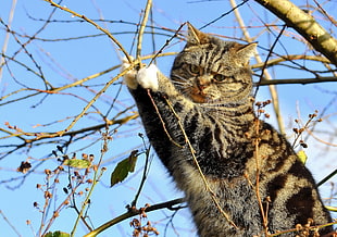brown tabby cat on tree