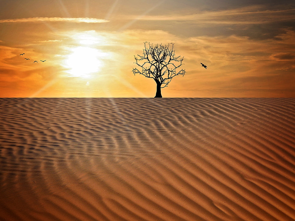 silhouette of bare tree in desert HD wallpaper