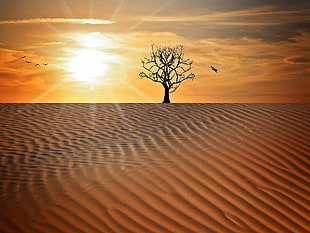 silhouette of bare tree in desert HD wallpaper