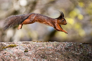 Tufted Ear Squirrel leaping above rock in selective focus photography HD wallpaper