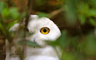 white Owl macroshot