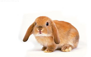photography of brown rabbit HD wallpaper