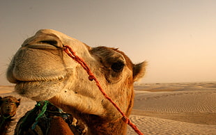 brown camel, animals, camels, desert, closeup