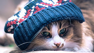 blue and pink knit cap, cat, animals, woolly hat