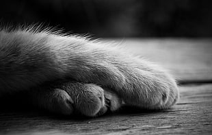 Cat,  Paws,  Fur,  Black and white HD wallpaper