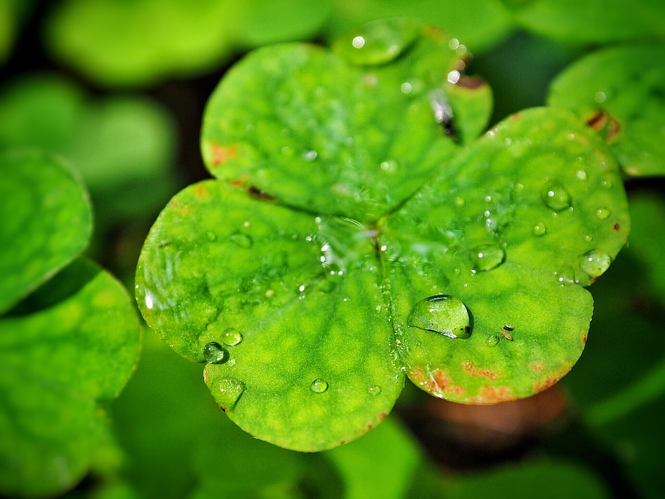 close up photo green leaf, wood sorrel HD wallpaper