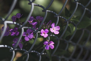 purple clustered flowers, Flowers, Mesh, Fence