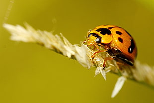 shallow focus photography of orange and black bug on white dry leaf, coccinella HD wallpaper