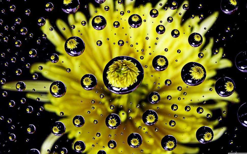 yellow spider chrysanthemum flower with water dew art wallpaper, photography, reflection, flowers, yellow HD wallpaper