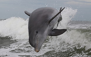 gray dolphin jump on ocean during daytime HD wallpaper