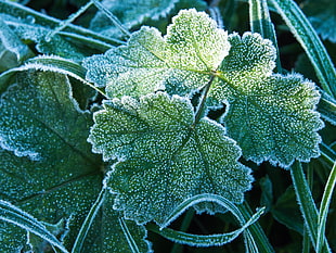 closeup photo of green leaves