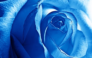 close up photo of blue rose, photography, macro, flowers, blue