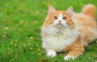 orange and white tabby on green grass lawn during daytime