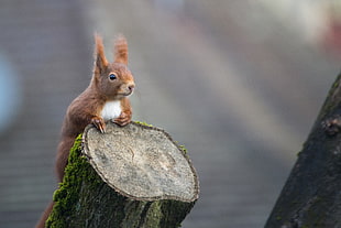 shallow focus photography of squirrel on tree stump HD wallpaper