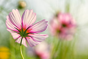 selective focus photography of pink Cosmos flower HD wallpaper