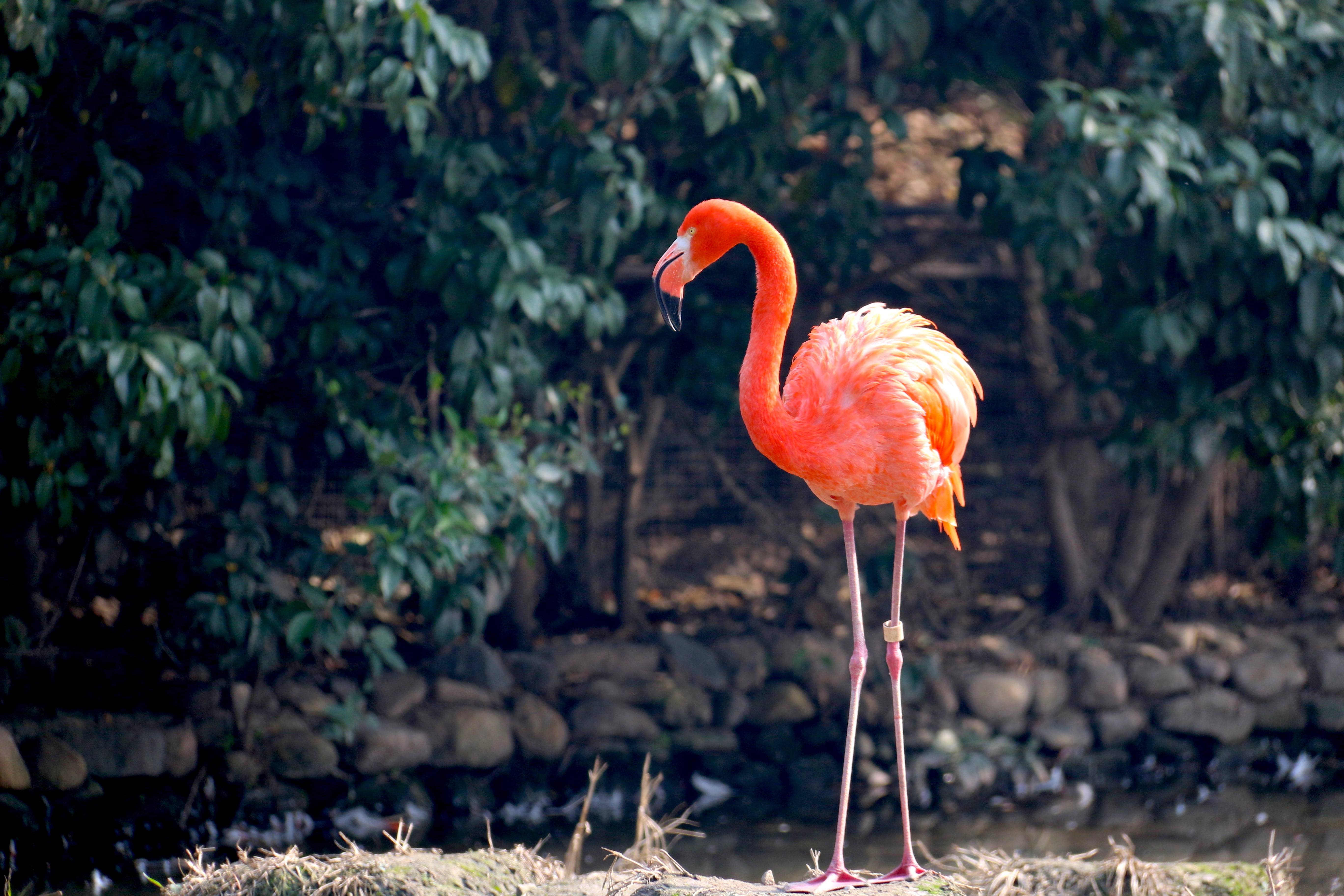 geater flamingo, Flamingo, Bird, Color