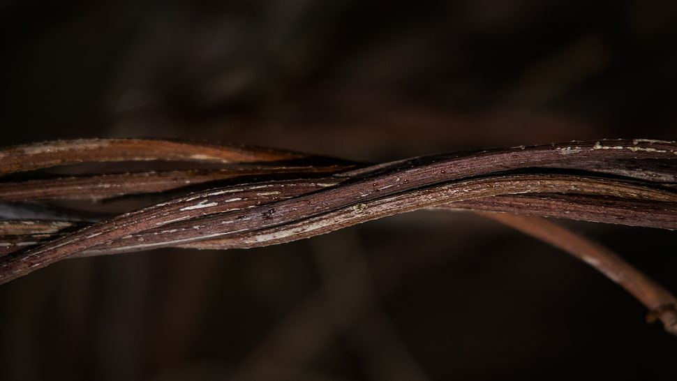 brown rope, macro HD wallpaper
