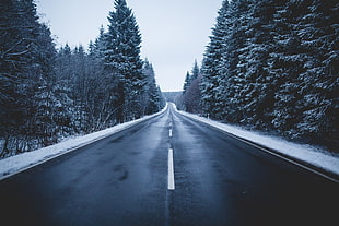asphalt road, road, winter, snow
