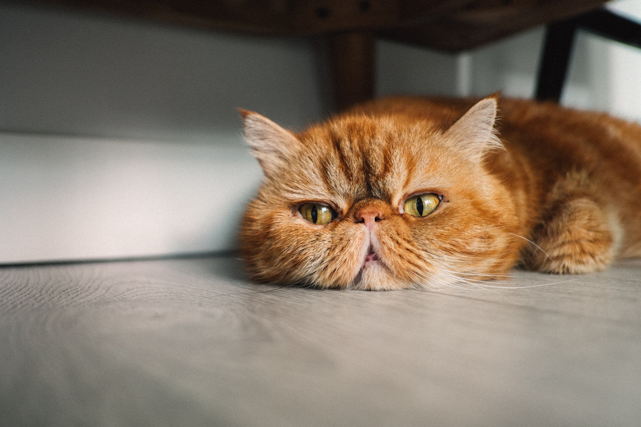 brown and black tabby cat, animals, cat, persian cat, Justin Lim