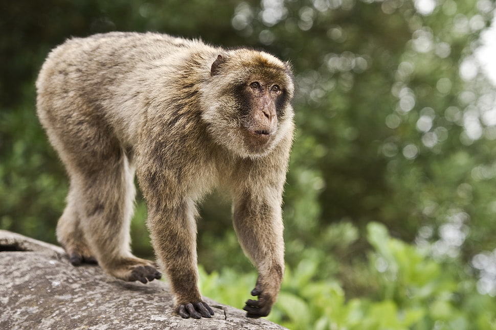 brown monkey HD wallpaper