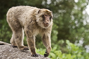 brown monkey