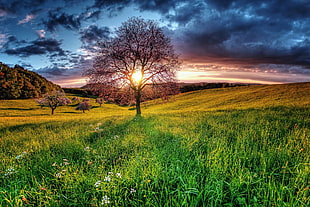 green grass field near green leaved trees under blue and white cloudy sky during daytime