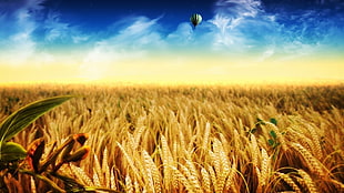 grain wheat photography HD wallpaper