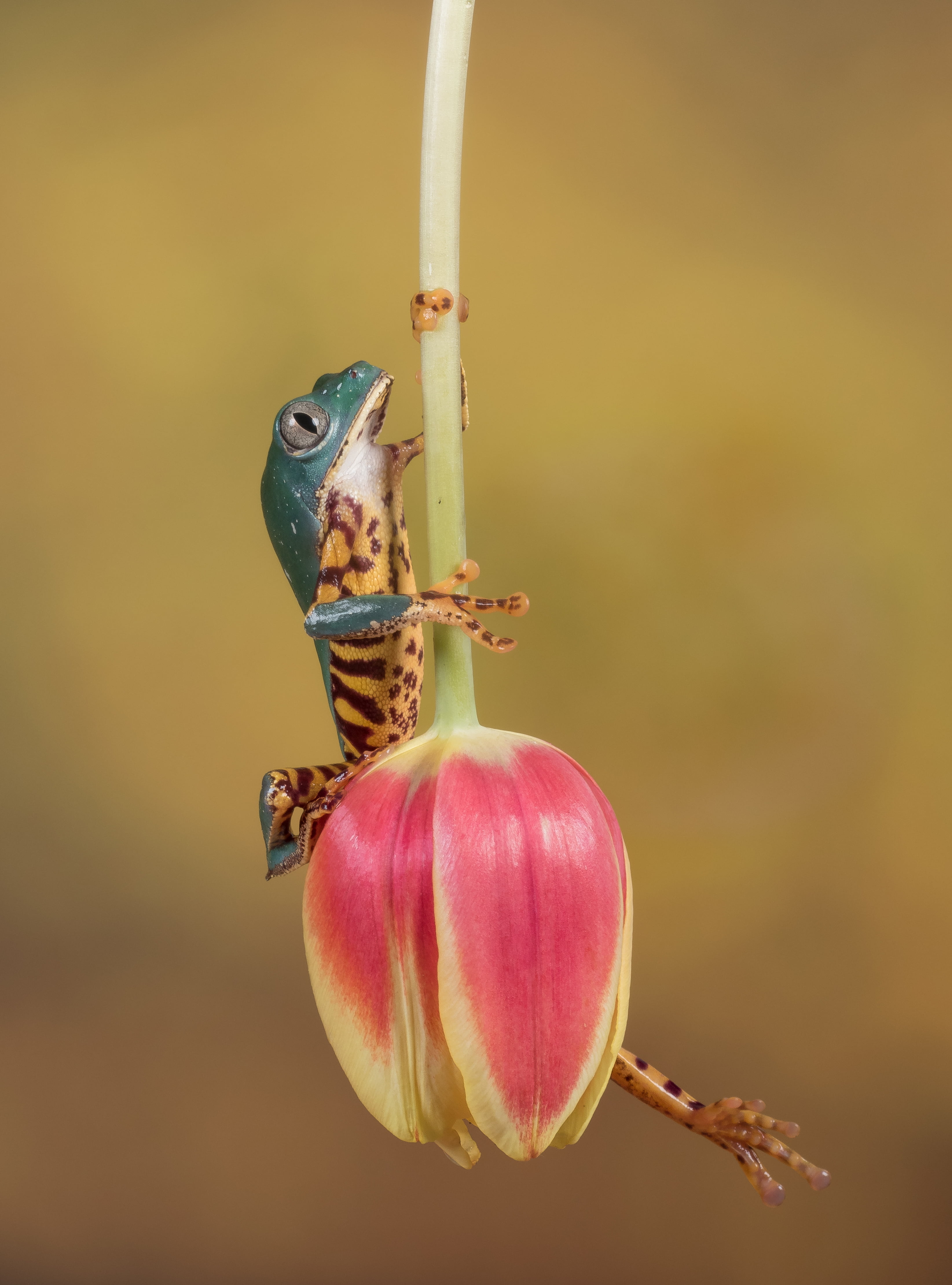 bokeh photography of lizard on red and white Tulip flower