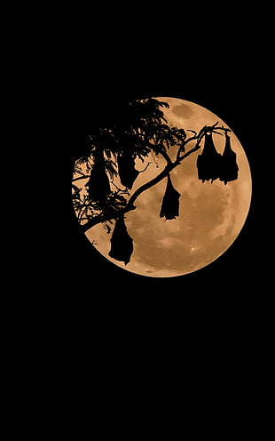 bare tree illustration, bats, Moon, night, simple background HD wallpaper