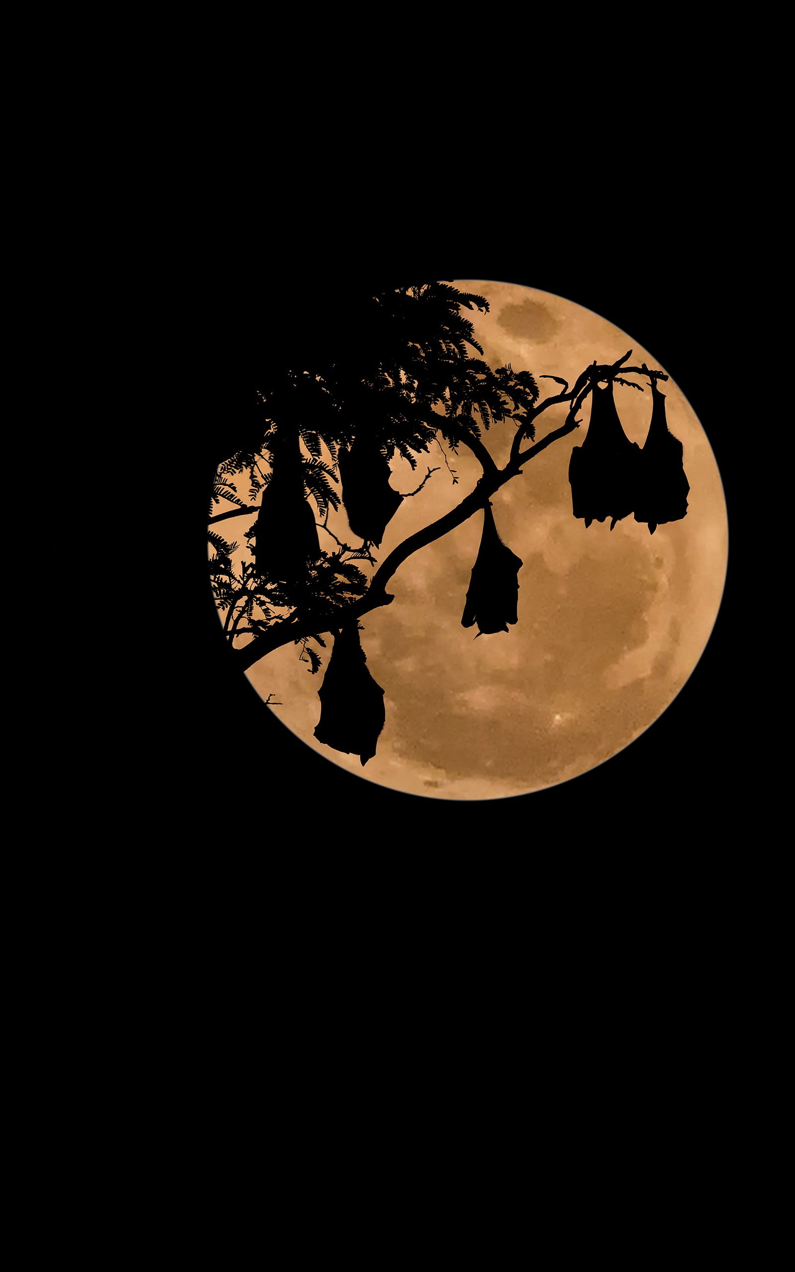 bare tree illustration, bats, Moon, night, simple background