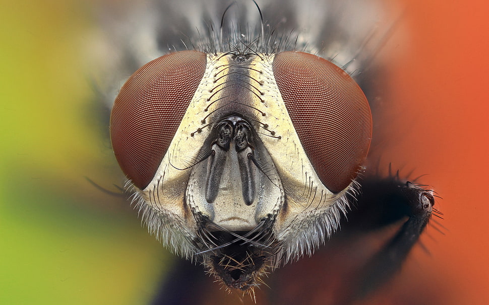 macro photography of flies face, animals, nature, insect HD wallpaper
