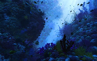 school of fish underwater HD wallpaper