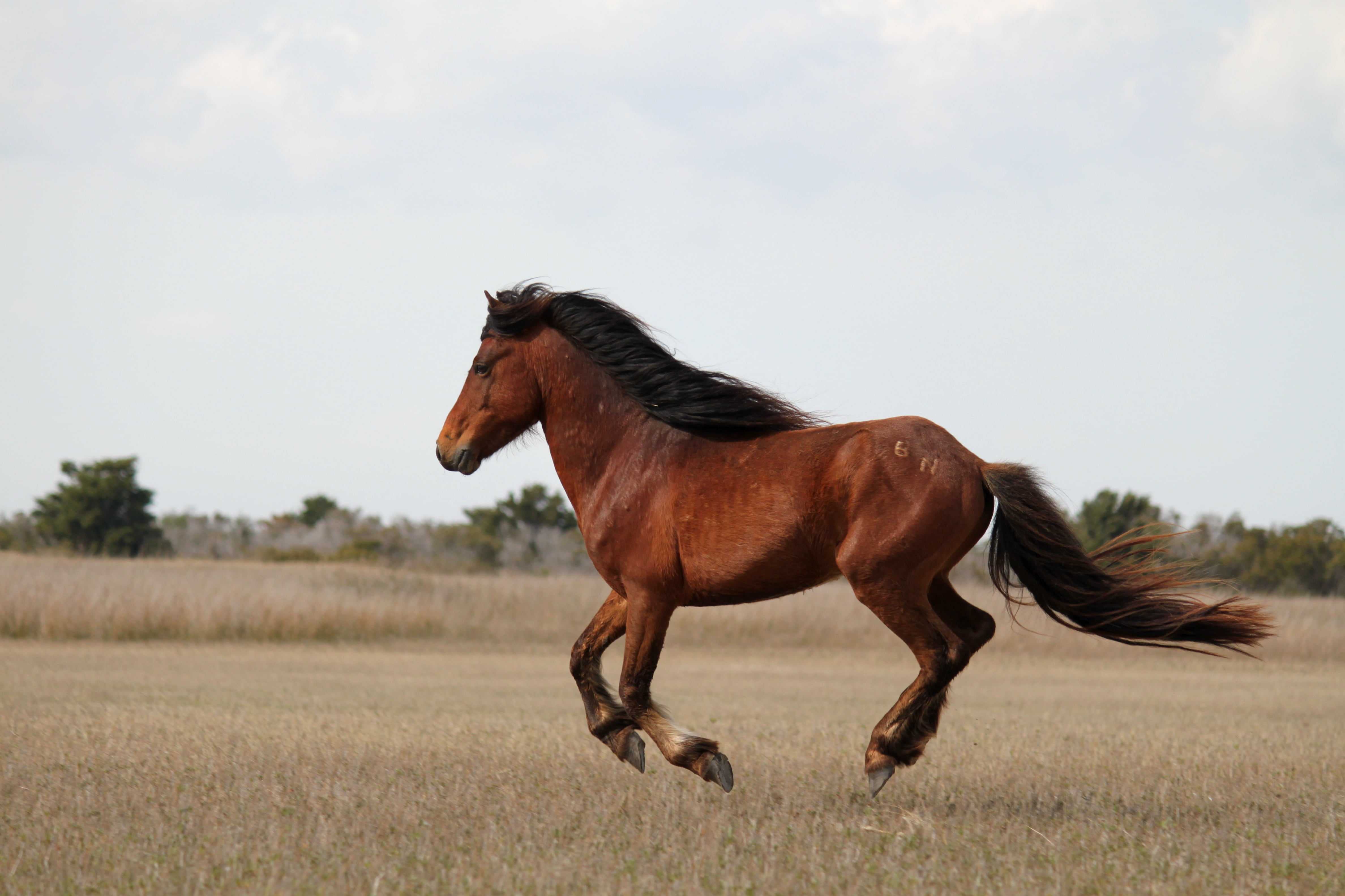 brown horse during daytime, wild horses