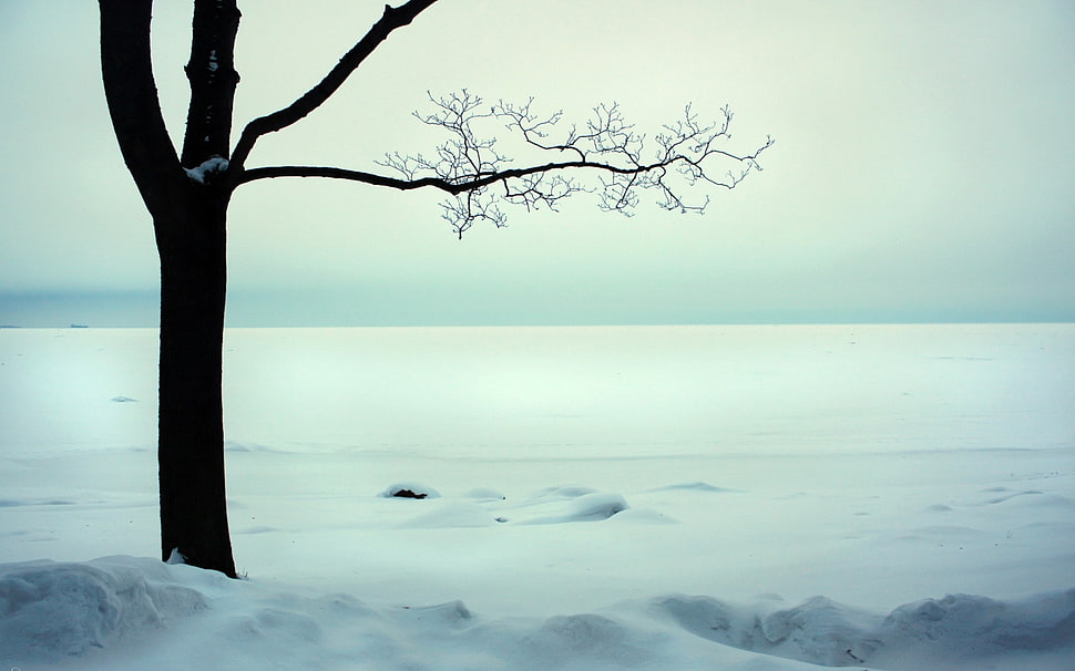 bare tree and snow field during daytime HD wallpaper