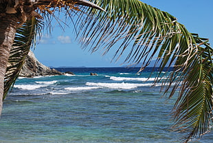 palm tree near shoreline during daytime HD wallpaper