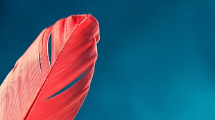 red feather, feathers, sky
