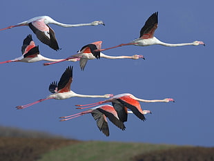 flock of pelican flying under dark skies HD wallpaper