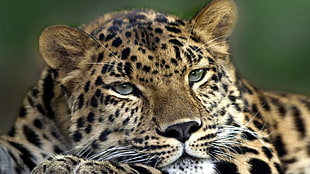 closeup photography of Jaguar HD wallpaper