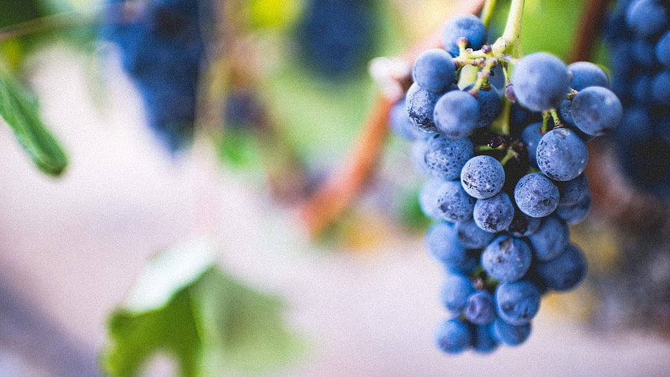 bunch of blueberries, photography, grapes, leaves HD wallpaper