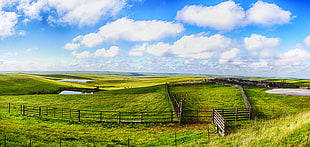 green grass field under white clouds and blue sky during daytime, flint hills HD wallpaper